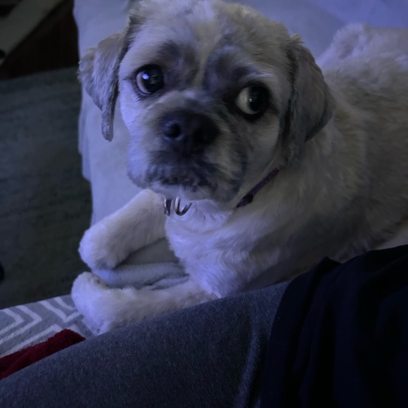 Meet your Posher, Tia - Picture 3 of 4